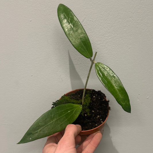 Hoya Cinnamomifolia