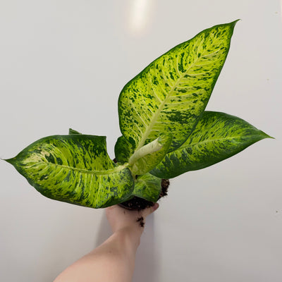 Dieffenbachia Reflector