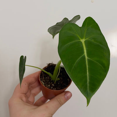Mini Alocasia Frydek