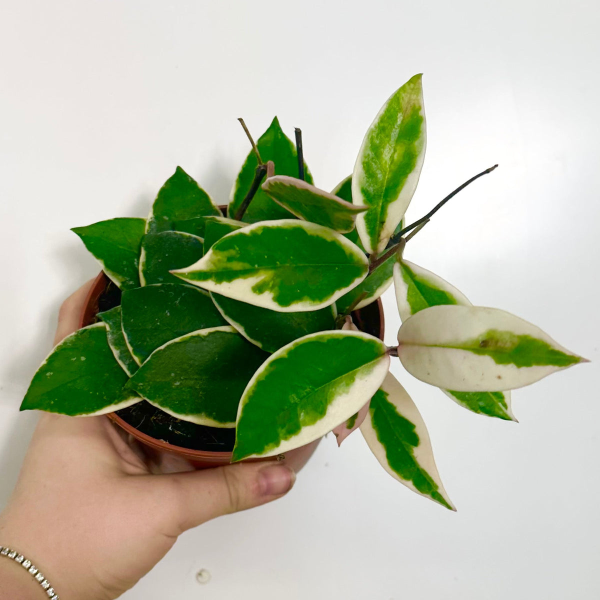 Hoya Flamingo Dream