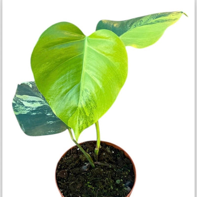 Monstera Deliciosa Aurea