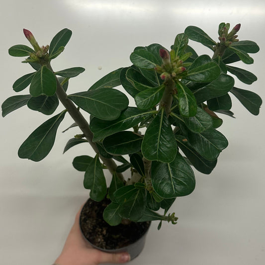 Adenium Obesum 'Anouk'
