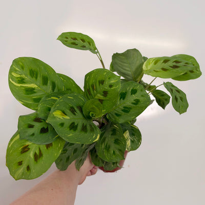 Maranta Leuconeura Variegated
