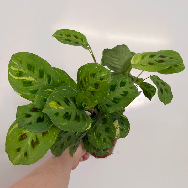Maranta Leuconeura Variegated