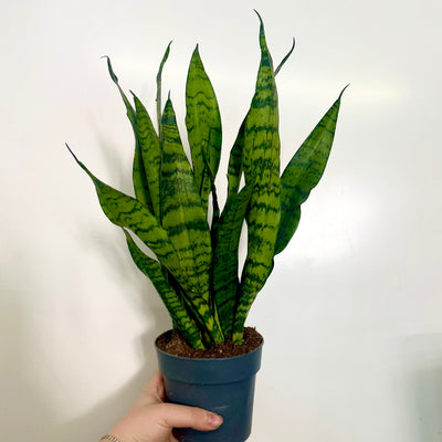 Sansevieria Zeylanica