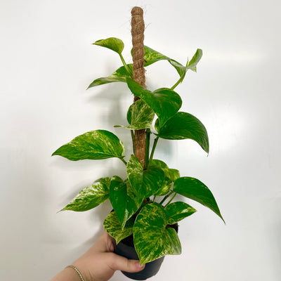 Epipremnum Marble Queen