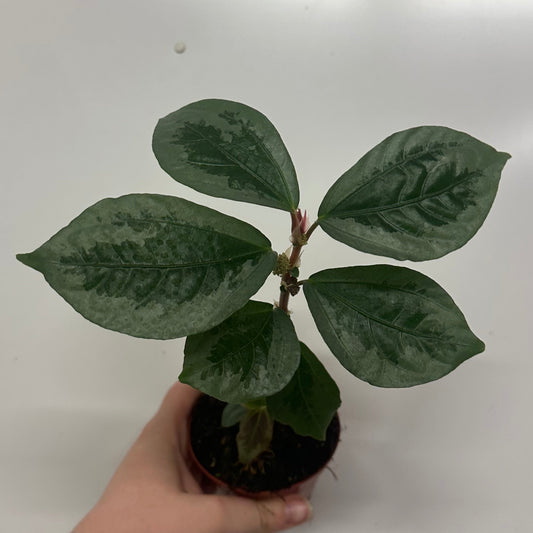 Elatostema Vittatum