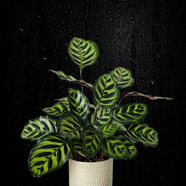 Calathea