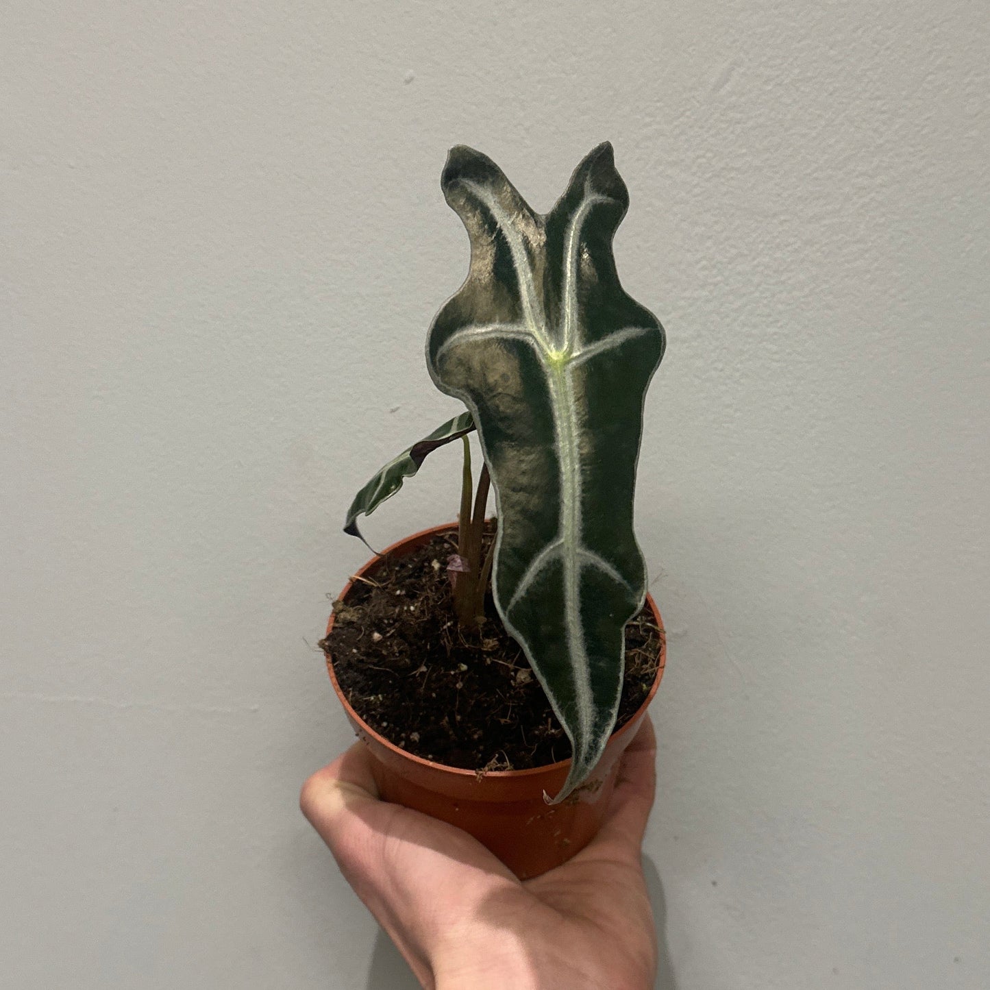 Alocasia Nobilis