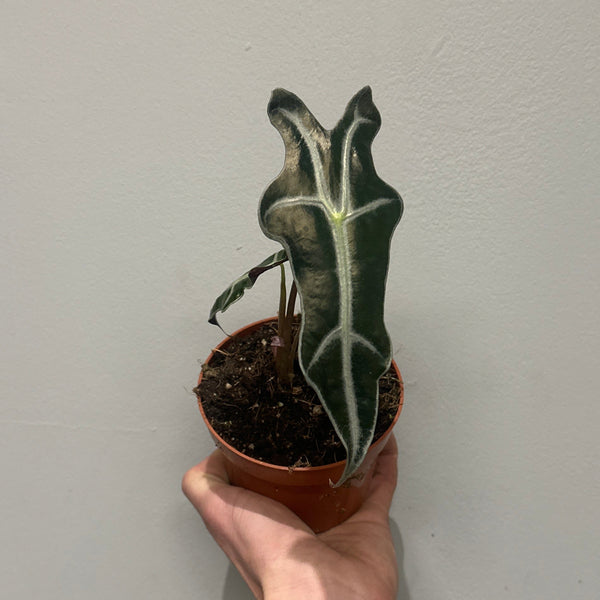 Alocasia Nobilis