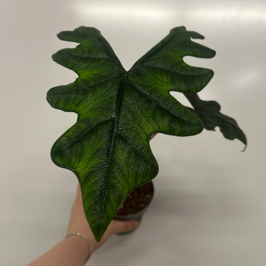 Alocasia Jacklyn