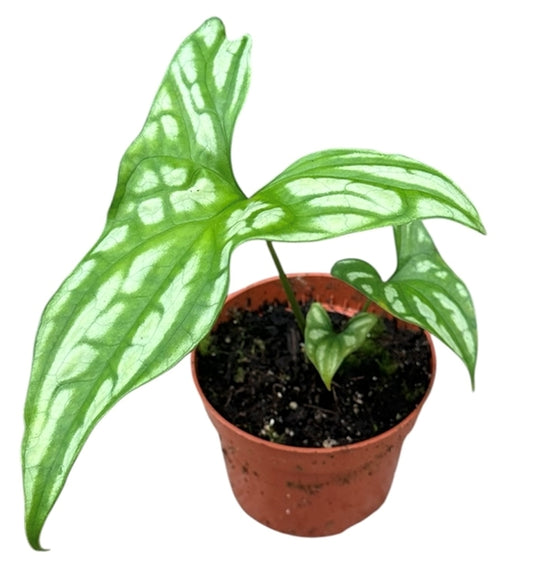 Cercestis Mirabilis