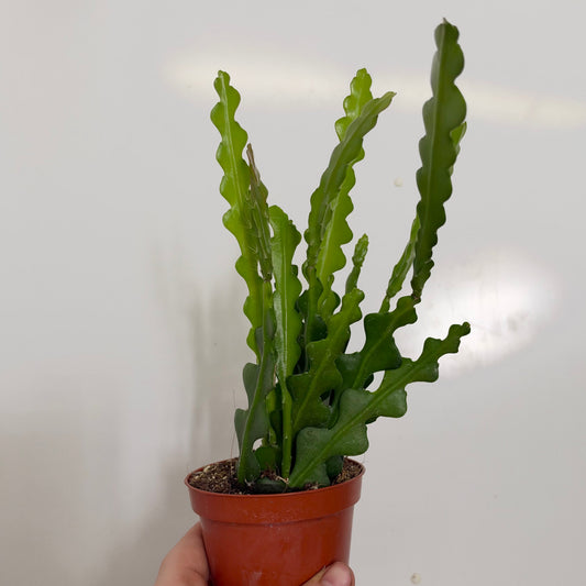 Epiphyllum anguliger (Fishbone Cactus)