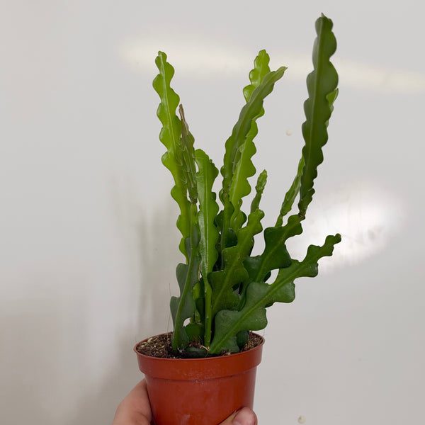 Epiphyllum anguliger (Fishbone Cactus)