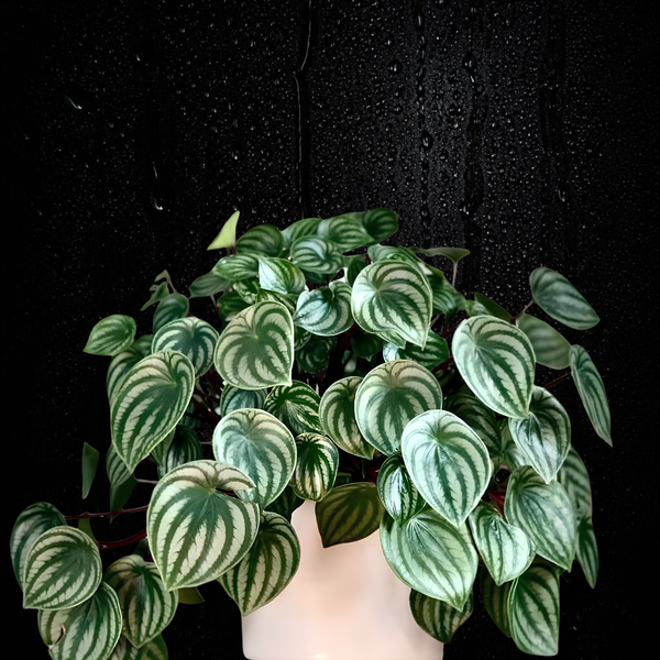 Peperomia