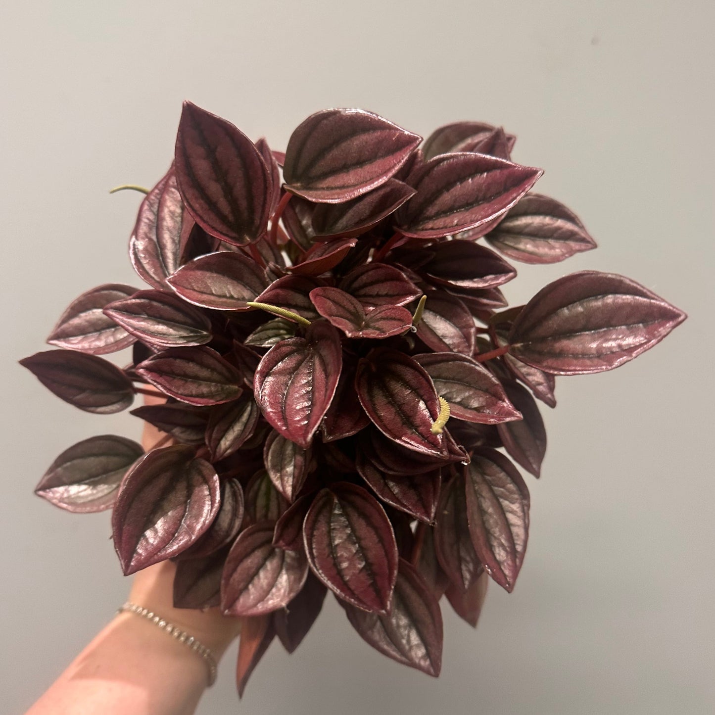 Peperomia Caperata 'Cayenne'