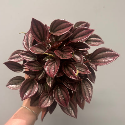 Peperomia Caperata 'Cayenne'