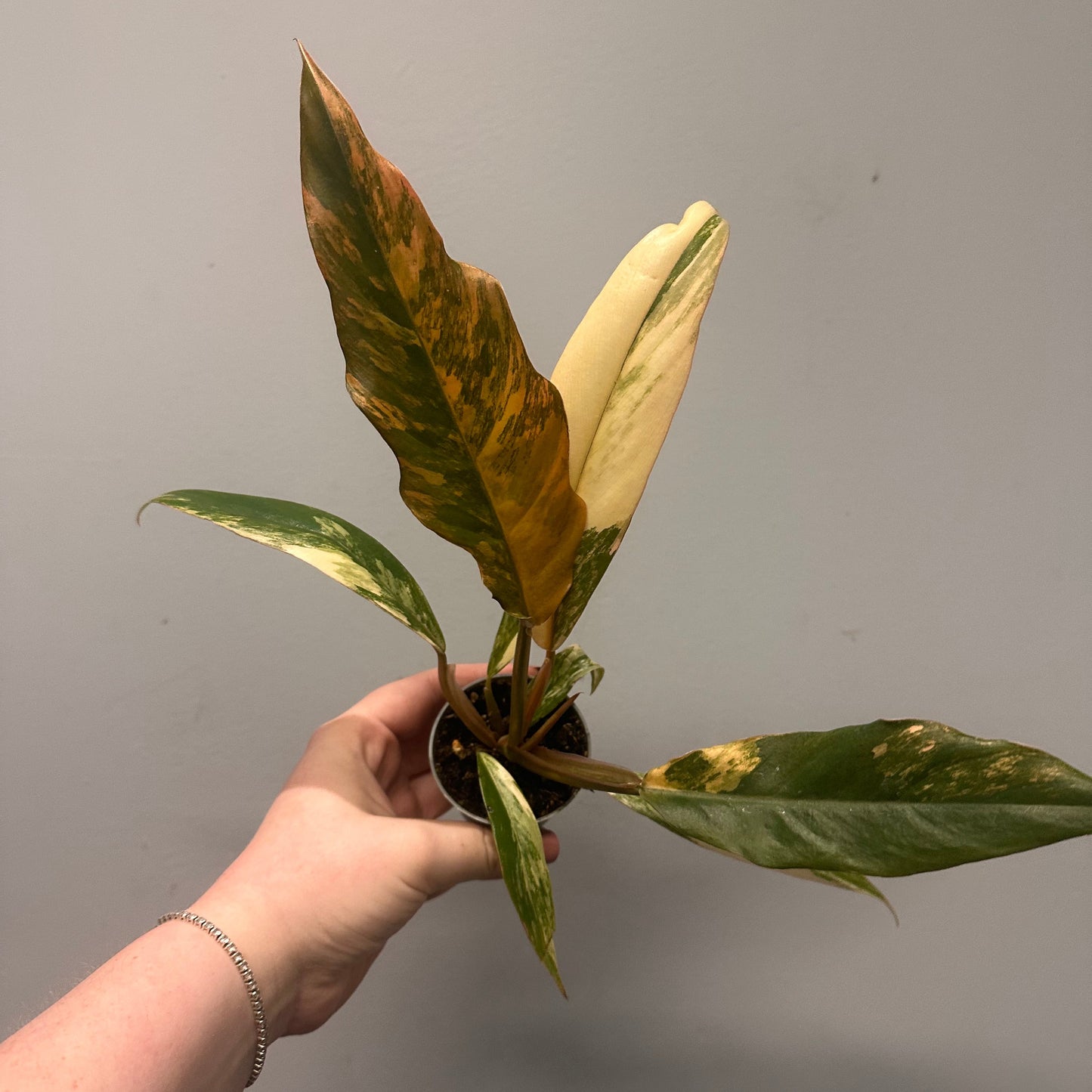 Mini Philodendron Caramel Marble