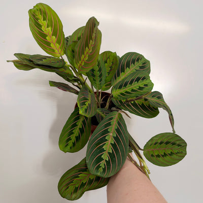 Maranta Fascinator