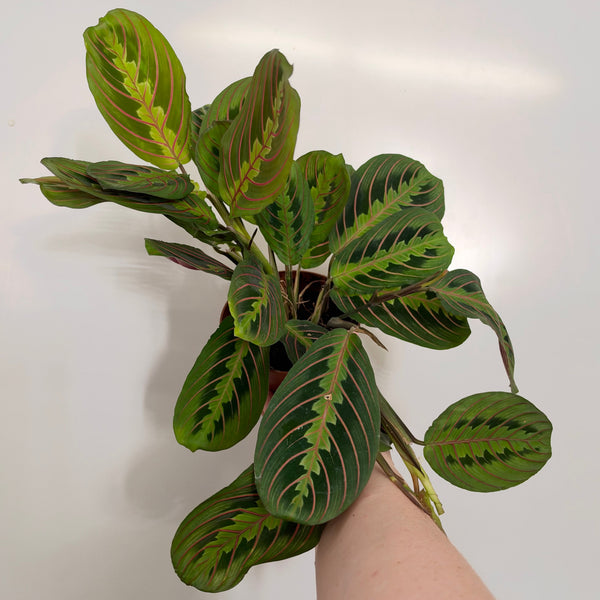 Maranta Fascinator