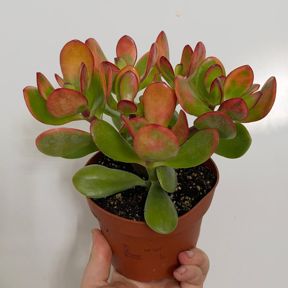 Crassula Sun Red