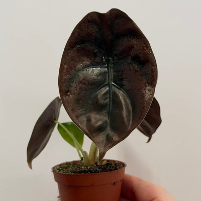 Mini Alocasia Cuprea Red Secret
