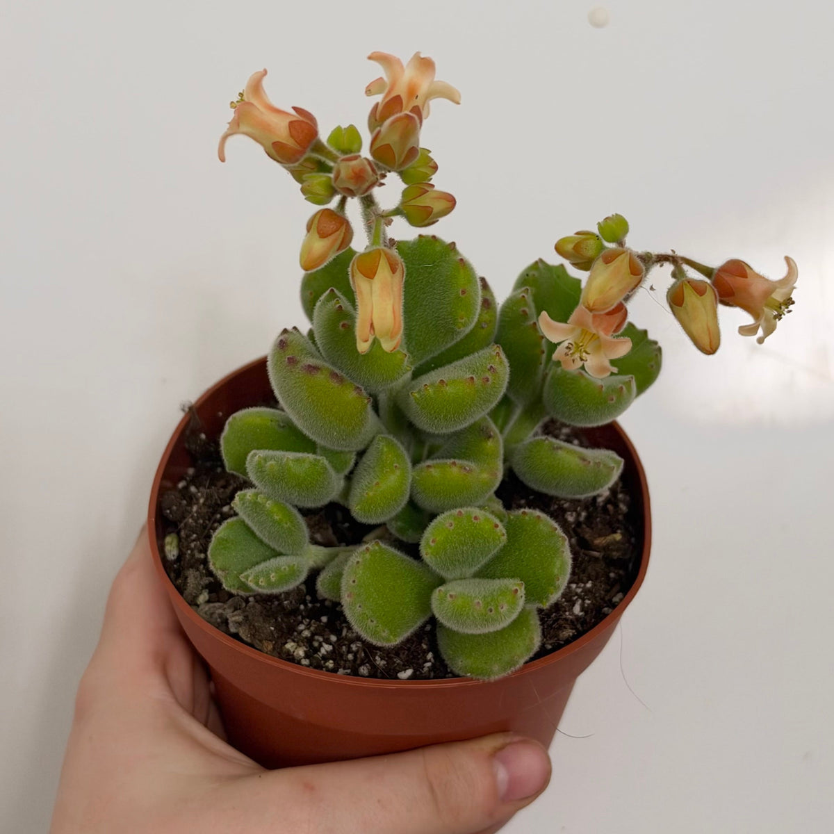 Cotyledon Ladysmithiensis