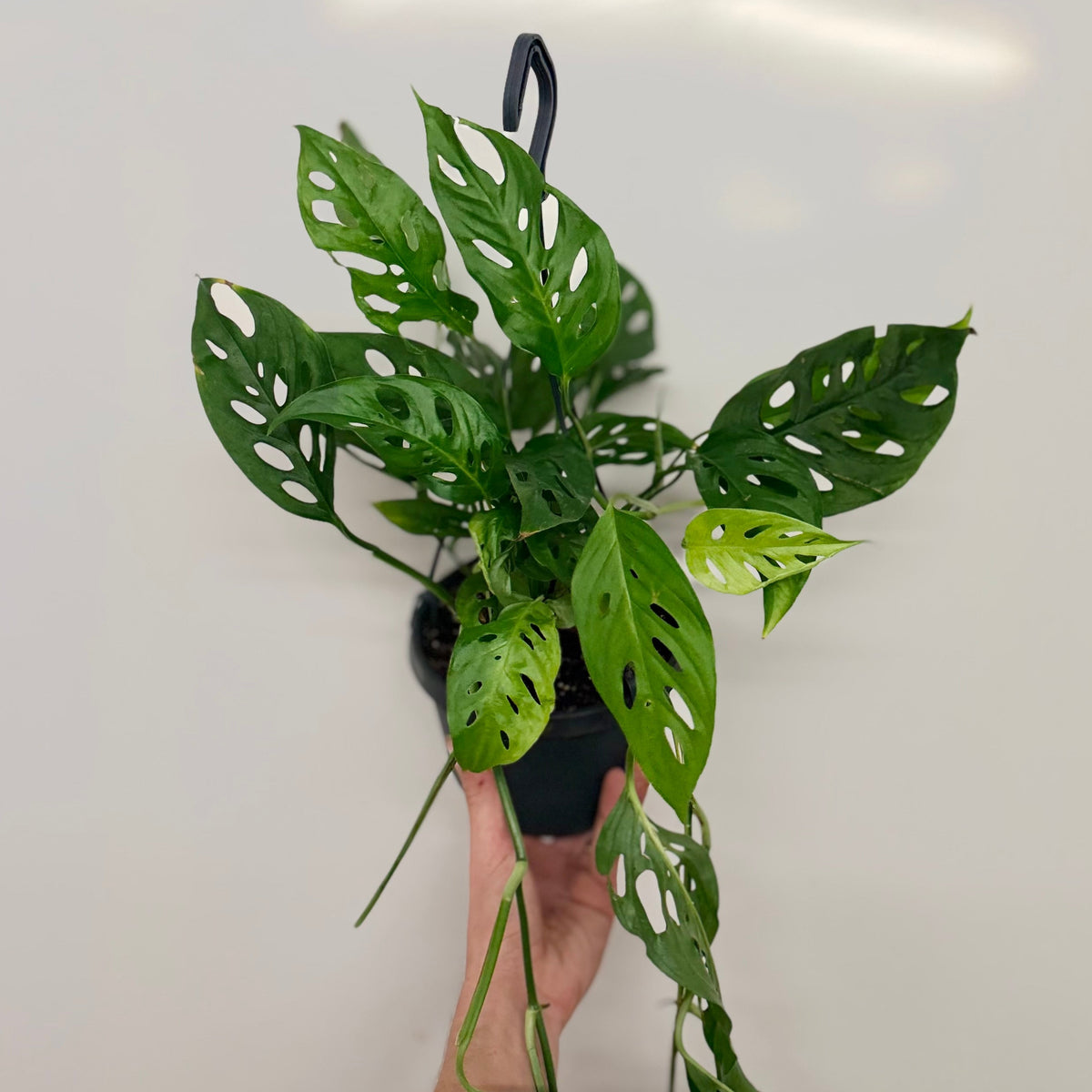 Hanging Monstera obliqua leichtlinii