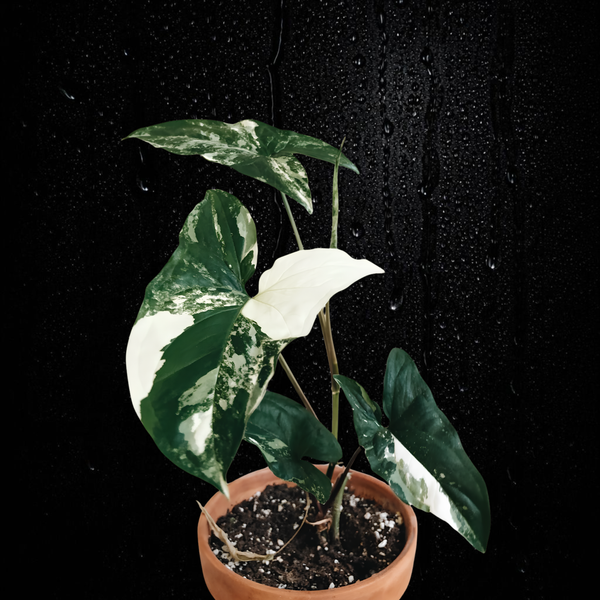 Syngonium