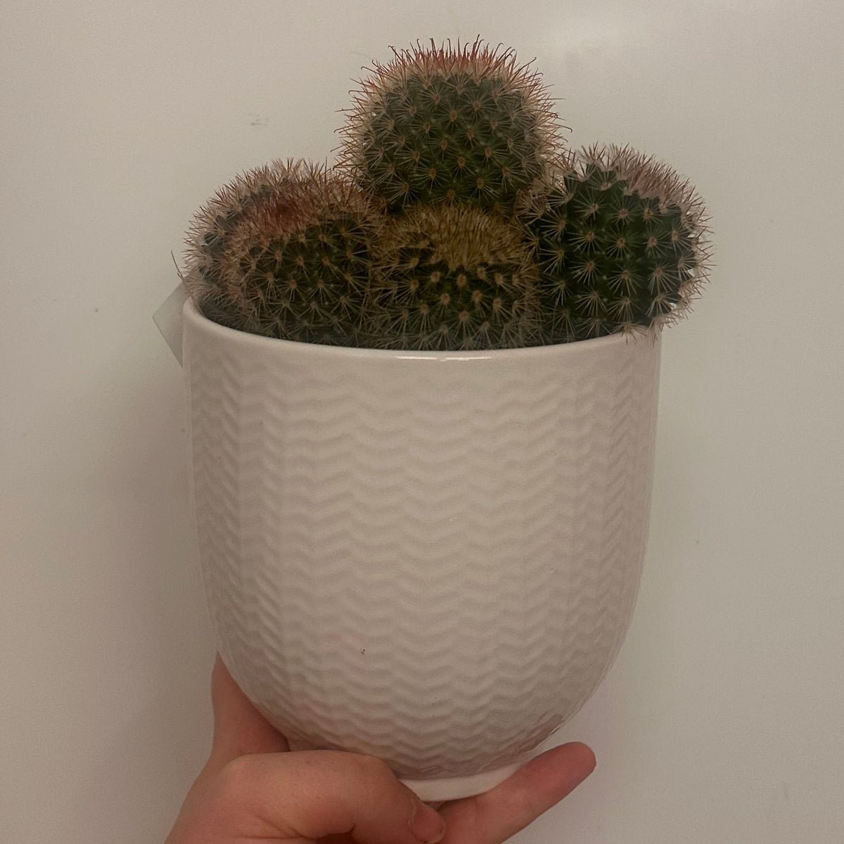 Mixed Cacti & Ceramic 12cm Pots