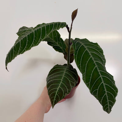 Labisia gigantifolia