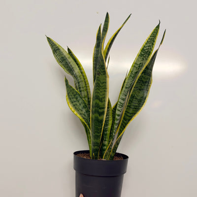 Sansevieria Laurentii