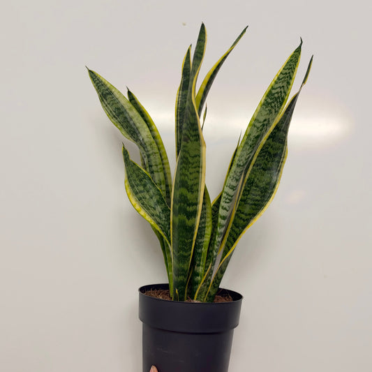 Sansevieria Laurentii