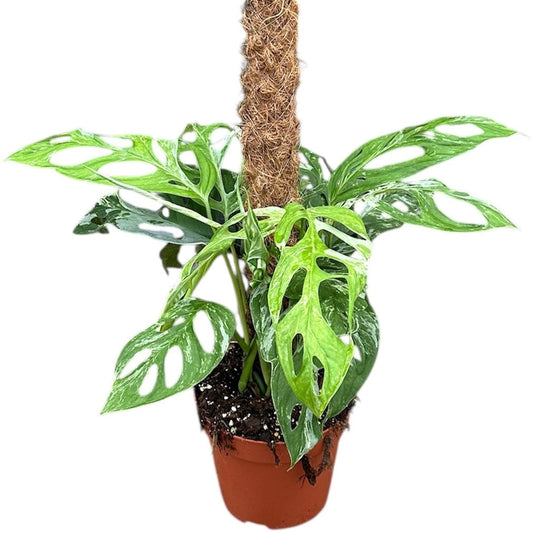 Monstera Adansonii Indonesian Marble Variegated