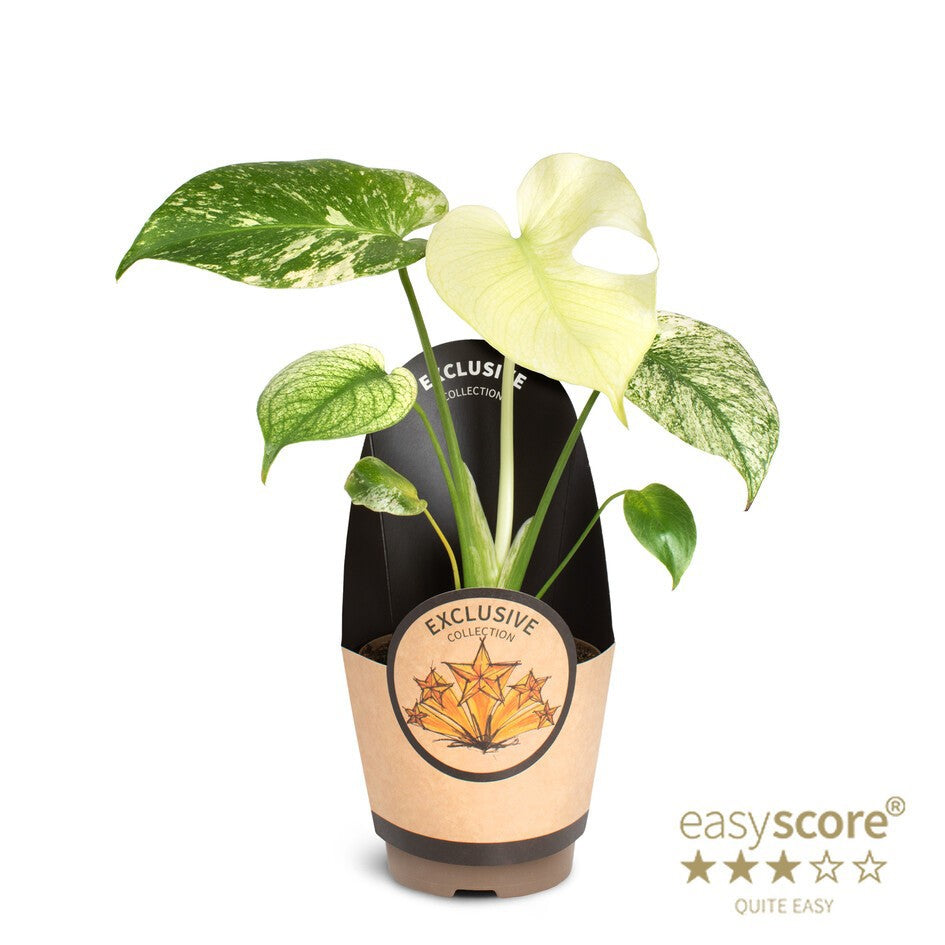 Monstera Deliciosa 'Mint'