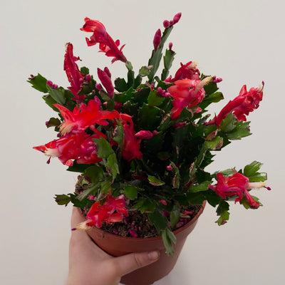 XL Schlumbergera Cactus "Red"