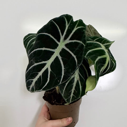 Alocasia 'Ninja'