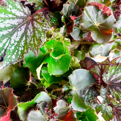 Begonia Rex Live Choice
