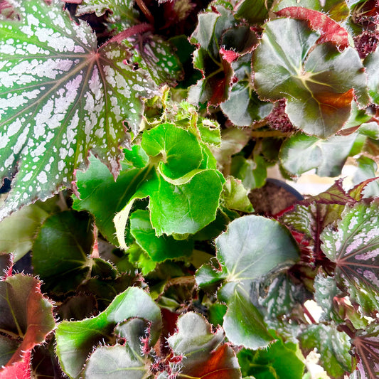 Begonia Rex Live Choice