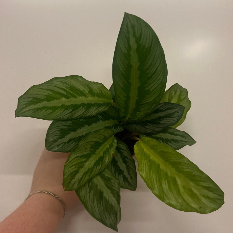 Mini Calathea 'Maui Queen'
