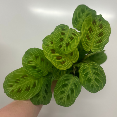 Maranta Leuconeura “Light Veins”