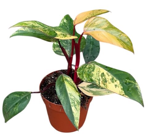 Philodendron Strawberry Shake