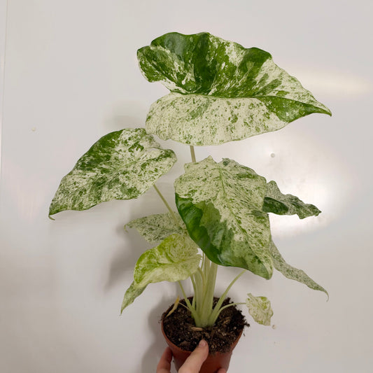 Alocasia Odora Variegated