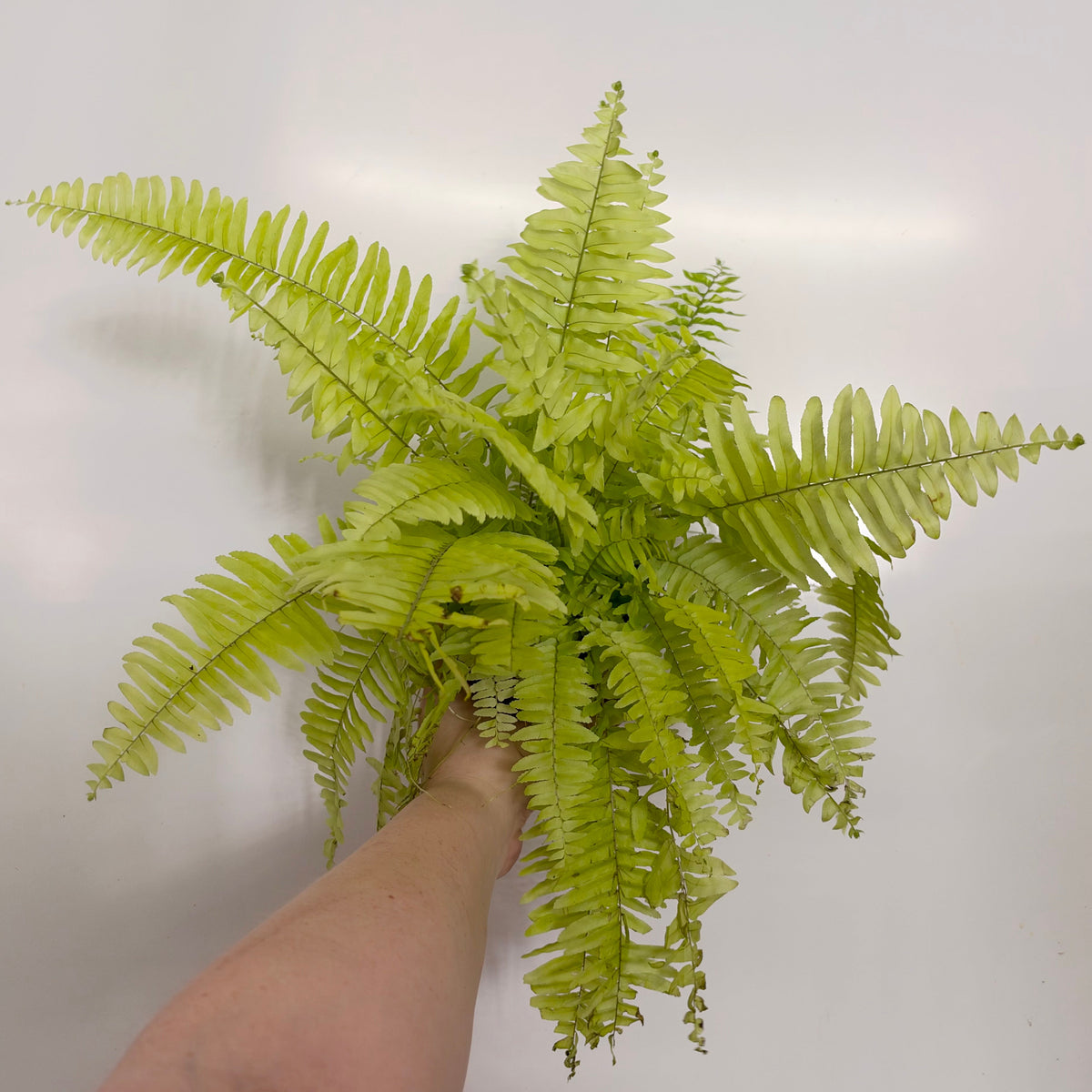 Nephrolepis Fern 'Blonde'