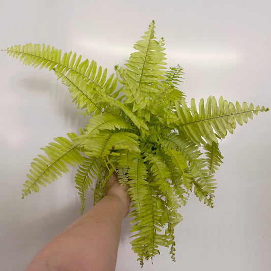Nephrolepis Fern 'Blonde'