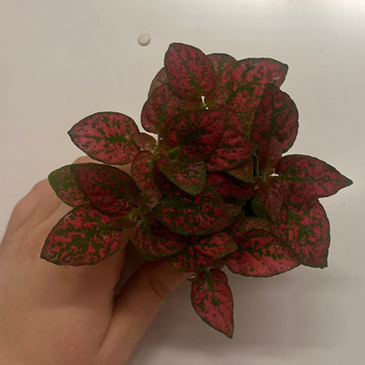 Mini Hypoestes Phyllostachya Red