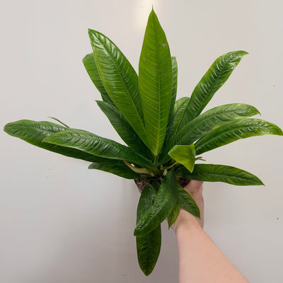Philodendron campii