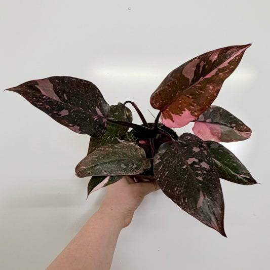 Philodendron Pink Princess Marble