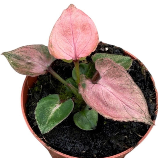 Syngonium ‘Pink Perfection’