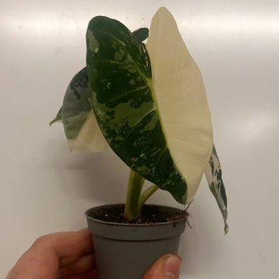 Alocasia Frydek Variegated